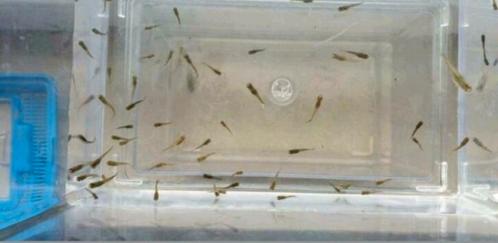 Mooie jonge endler visjes (10 stuks), Dieren en Toebehoren, Vissen | Aquariumvissen