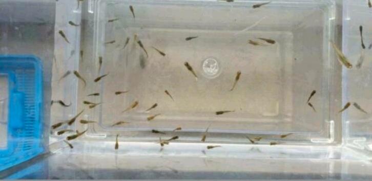 Mooie jonge endler visjes (10 stuks), Dieren en Toebehoren, Vissen | Aquariumvissen
