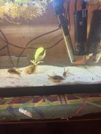 Corrydoras, guppie, Dieren en Toebehoren, Vissen | Aquariumvissen