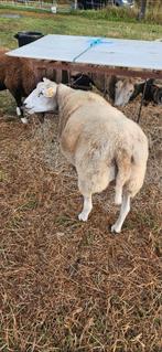 2 mooie correcte kweekooien voor 350 samen, Dieren en Toebehoren, Schapen, Geiten en Varkens