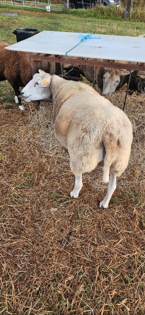 2 mooie correcte kweekooien voor 350 samen, Dieren en Toebehoren, Schapen, Geiten en Varkens