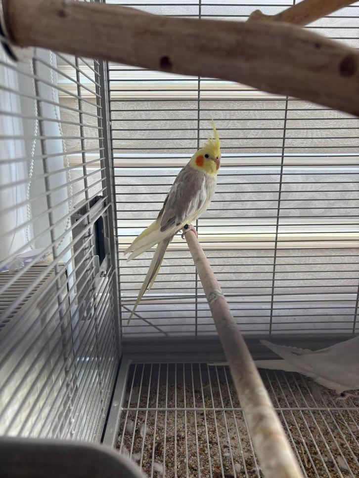 Associez les calopsittes à une cage et àtous les accessoires, Animaux & Accessoires, Oiseaux | Perruches & Perroquets, Perruche