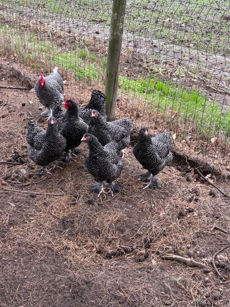 Broedeieren Mechelse Koekoek