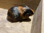 Cavia’s, Dieren en Toebehoren, Knaagdieren, Cavia, December, Meerdere dieren, Tam
