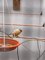 goudvink, Vrouwelijk, Wildzangvogel