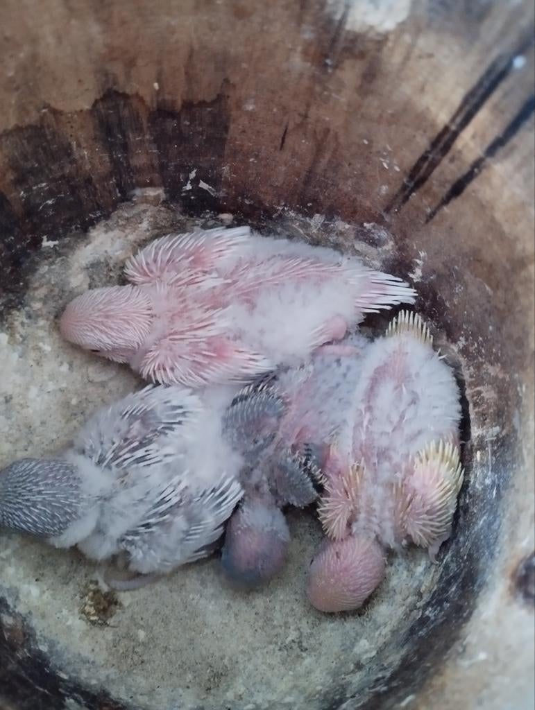 Jonge grasparkieten, Dieren en Toebehoren, Vogels | Parkieten en Papegaaien