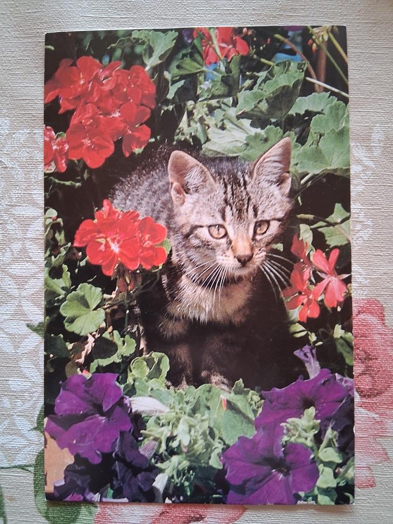 Postkaart poes, Collections, Cartes postales | Animaux, Enlèvement ou Envoi