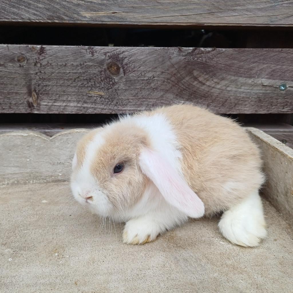 Minilop x nhd konijntjes, Mâle, Nain, Oreilles tombantes