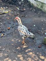 Oh shampoing, Animaux & Accessoires