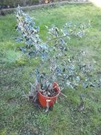 plante, Enlèvement, Printemps, Plante fixe, Mi-ombre