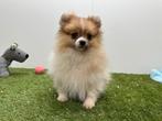 Chiots Spitz Nain