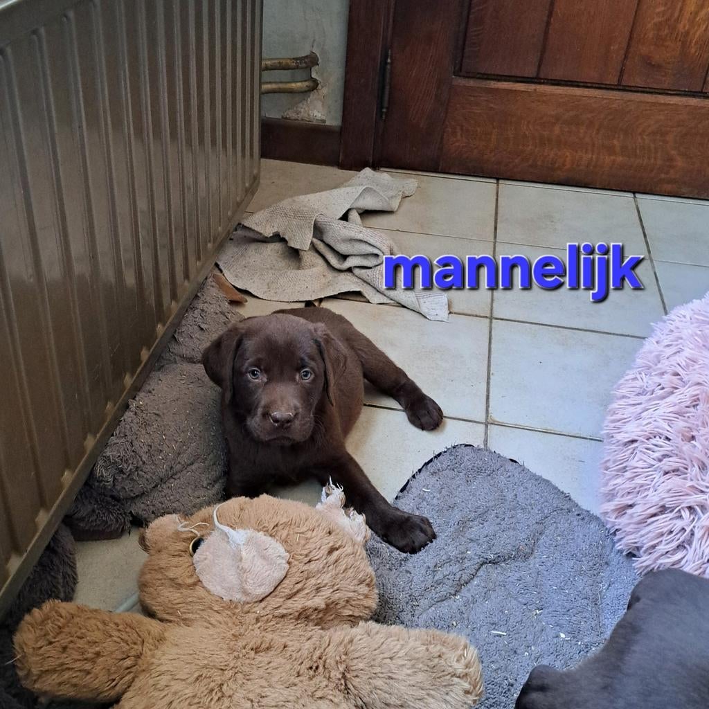 Lieve labrador pups op boerderij geteste ouders, Parvo, België, 8 tot 15 weken, Labrador retriever