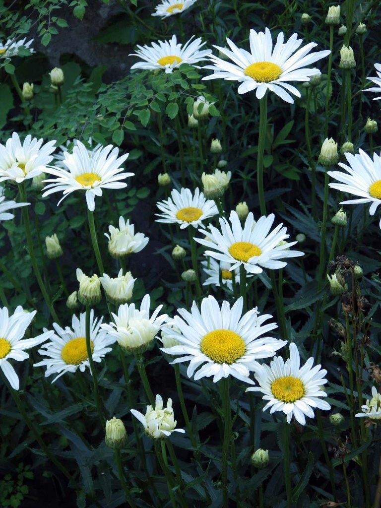 Overschot Gezonde Tuinplanten aan €.1,00/pot, Jardin & Terrasse, Plantes | Jardin, Autres espèces, Plein soleil, Été, Enlèvement