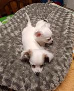 Te koop  Chihuahua Pups, Chien (mâle), Hépatite contagieuse (maladie de Rubarth), Belgique, 8 à 15 semaines