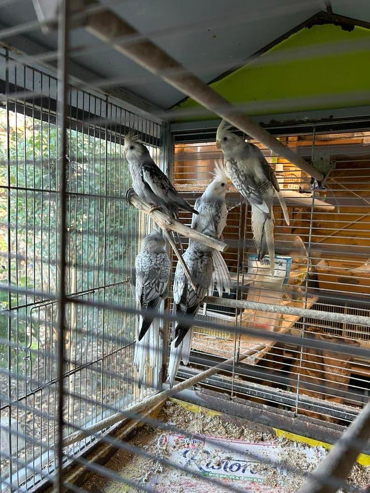 Valkparkieten 2025/2026, Dieren en Toebehoren, Vogels | Parkieten en Papegaaien, Geringd