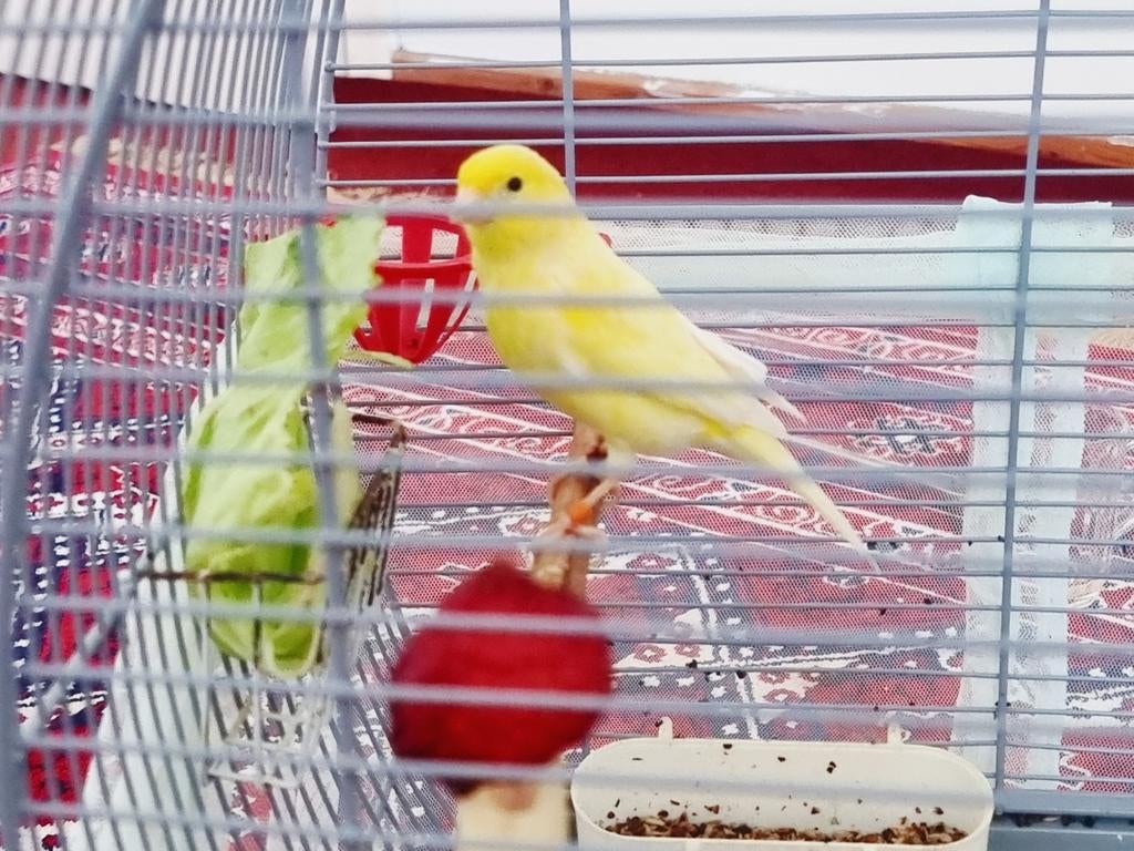 Canari, Animaux & Accessoires, Oiseaux | Canaris