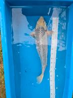 Koï japonais Asagi 65-70 cm, Animaux & Accessoires