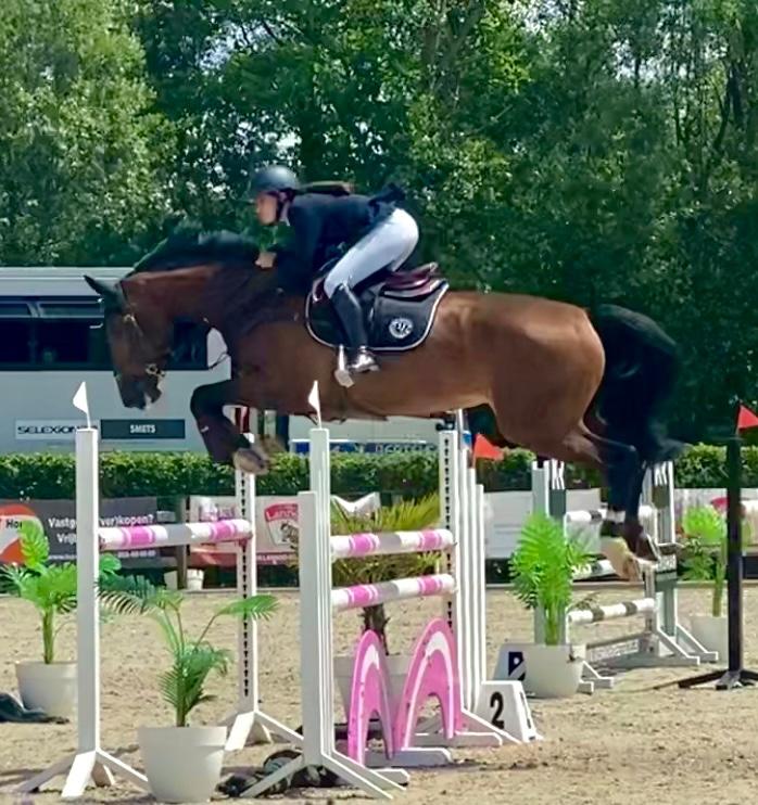 12-jarige BWP merrie, Dieren en Toebehoren, Merrie, ZZ, Springpaard, Met stamboom