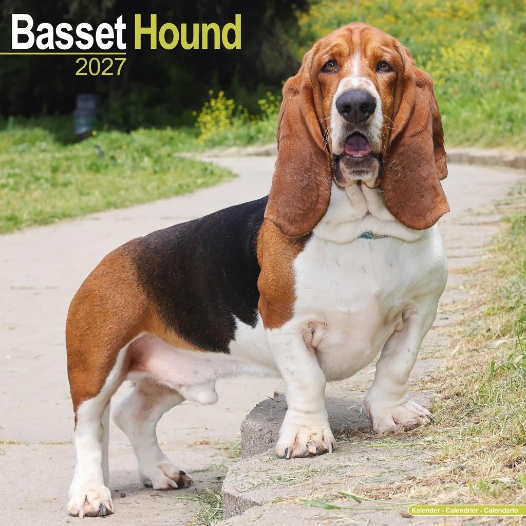 De Basset Hound 2027 kalender vooraf bestellen, Verzenden, Jaarkalender, Nieuw