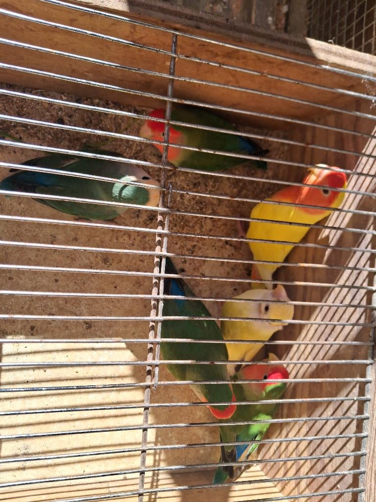 3 koppels roseicolli, Dieren en Toebehoren, Vogels | Parkieten en Papegaaien, Meerdere dieren, Dwergpapegaai of Agapornis, Geringd