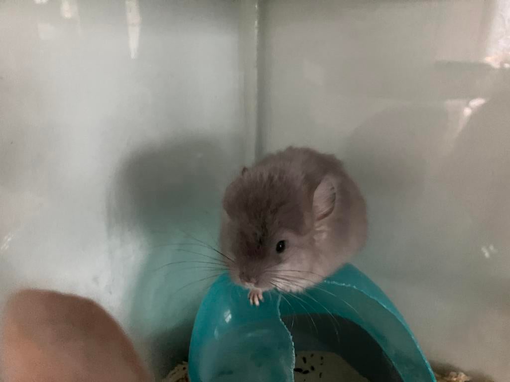 Chèvre chinchilla Violette Angora BdD, Animaux & Accessoires, Rongeurs, Mâle, Chinchilla, Février, Domestique