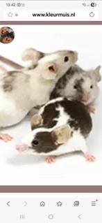 Prooidieren, Januari, Muis