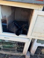 lapin nain femelle 8 mois, Dieren en Toebehoren, Konijnen, Vrouwelijk, Dwerg, 0 tot 2 jaar