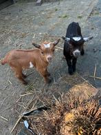 3 bokjes te koop, Dieren en Toebehoren, Mannelijk, Geit, 0 tot 2 jaar