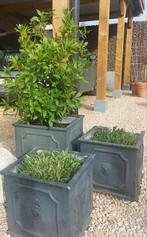 Laurier en Leliegras, Ophalen