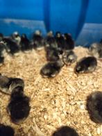 Kuikens van raszuiver Mechelse koekoek