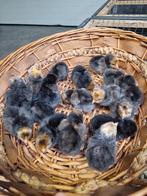 Verschillende rassen kuikens te koop