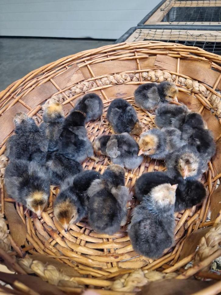 Verschillende rassen kuikens te koop, Tickets en Kaartjes, Overige Tickets en Kaartjes