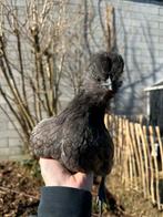 Padua x zijdehoen 5 maand