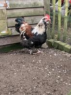 Jonge haan, Dieren en Toebehoren, Pluimvee, Mannelijk, Kip