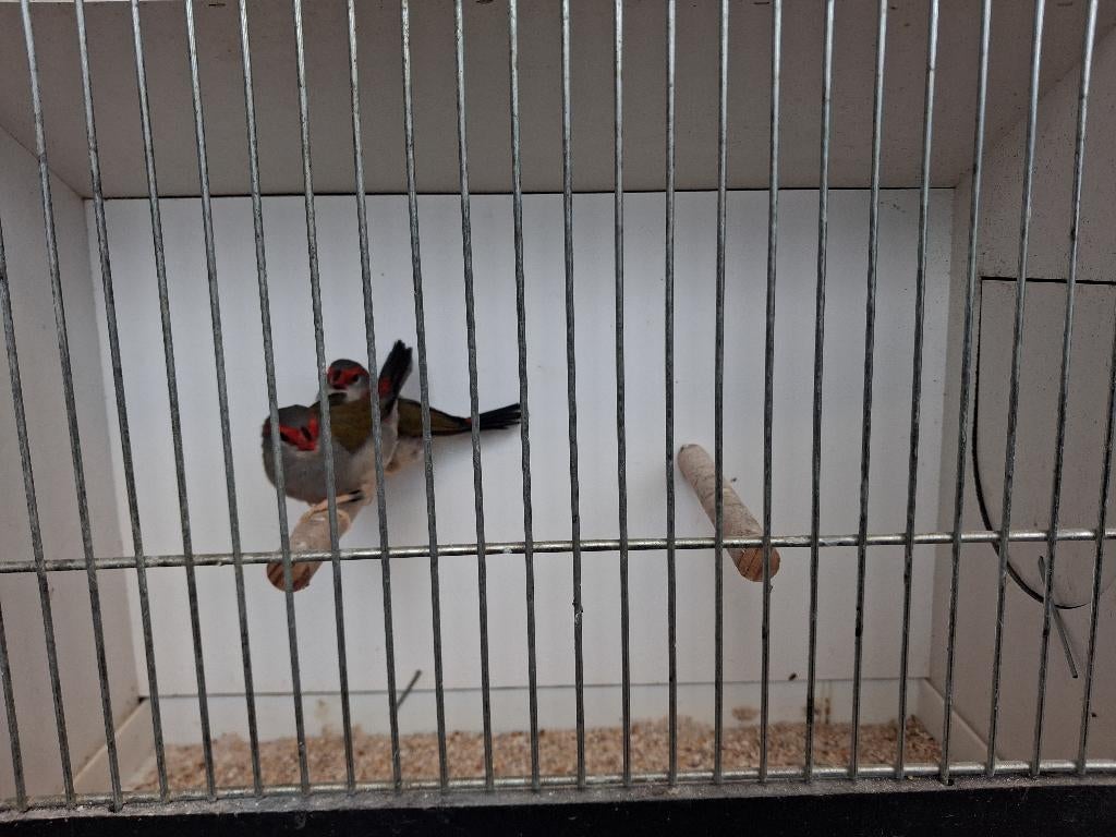 Dornastrilde, Plusieurs animaux, Oiseau tropical, Bagué