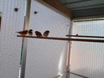 4 zebravinken te koop