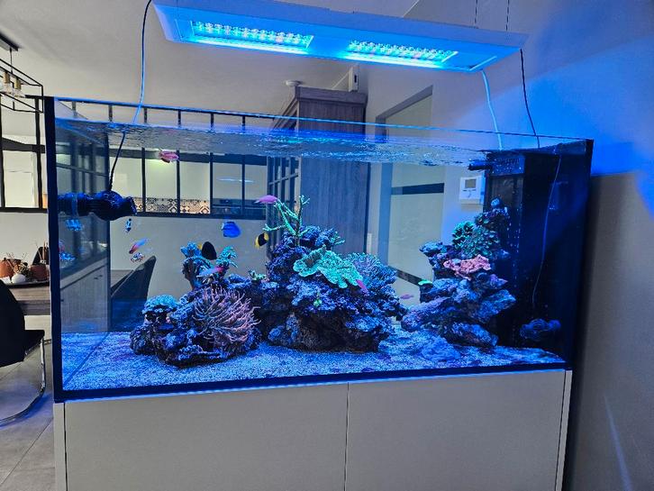 Aquarium eau de mer, Animaux & Accessoires, Poissons | Aquariums & Accessoires, Utilisé, Aquarium d'eau de mer rempli, Pompe, Red Sea