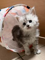 Prachtige Maine Coon kittens, Chatte ou Chat, Avec puce électronique, 0 à 2 ans