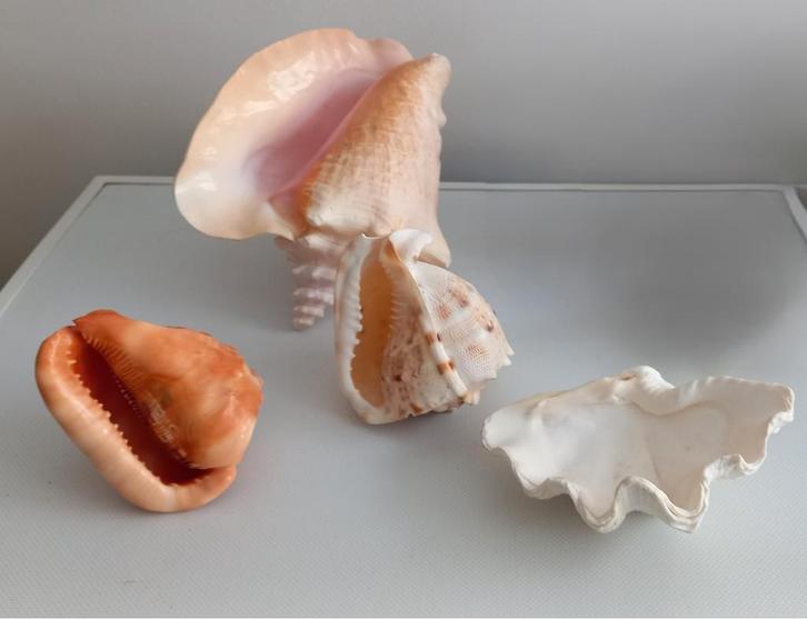 BENITIER deco collectie aquariumschelpen, Verzamelen, Mineralen en Fossielen, Schelp(en), Ophalen of Verzenden