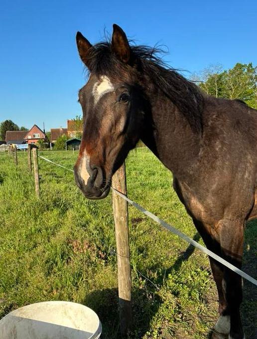 Leuke 3 jarige springpaard ruin, Dieren en Toebehoren, Ruin, Springpaard, Met stamboom
