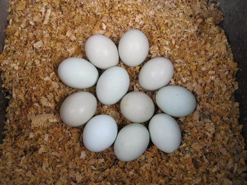 Araucana broedeieren, Poule ou poulet