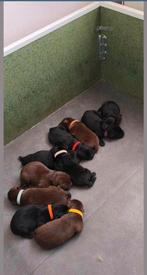 Werpkist mag weg na nestje labrador pups, Dieren en Toebehoren, Ophalen, Zo goed als nieuw