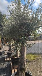 Dikke olijfbomen, Tuin en Terras, Ophalen