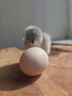 Cochin Kriel kuikens, Plusieurs animaux, Poule ou poulet