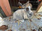 2 konijntjes te koop