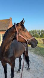 halve stal, Dieren en Toebehoren, Merrie, Met stamboom, 11 jaar of ouder, Recreatiepaard