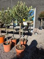 Olijfboom Olea Europaea, Tuin en Terras, Ophalen, Olijfboom