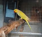 4 perruches a collier jaune pallid  pour eam, Animaux & Accessoires, Plusieurs animaux, Perruche, Domestique