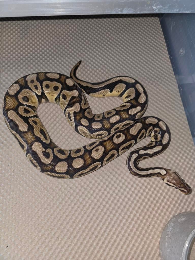 Koningspython pastel vrouwtje RTB, Dieren en Toebehoren, Reptielen en Amfibieën, Slang, 3 tot 6 jaar, Tam