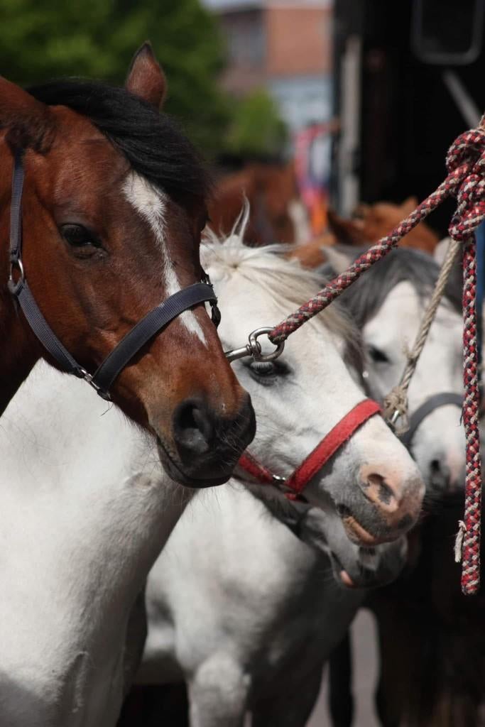 Paardenprijskamp Borsbeek, Dieren en Toebehoren, Paarden